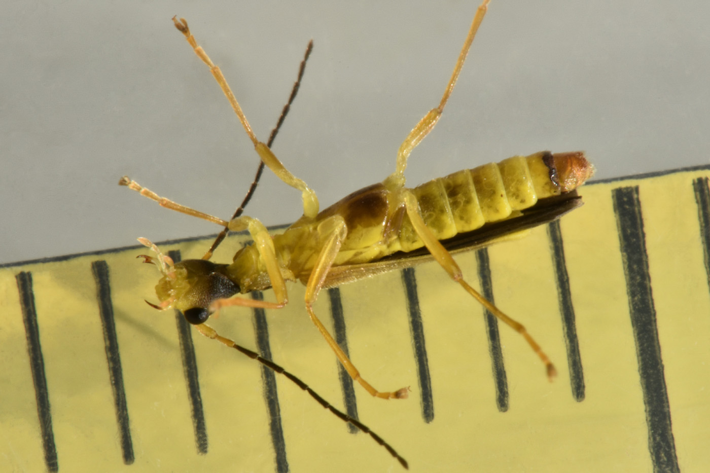 Cantharidae: Malthinus flaveolus?  Sì !